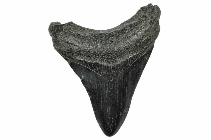 Fossil Megalodon Tooth - South Carolina #332227
